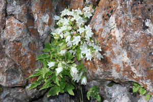 Campanula pendula doesn't need rock garden conditions to prosper -- but it's quite okay with them too Campanula pendula doesn't need rock garden conditions to prosper -- but it's quite okay with them too