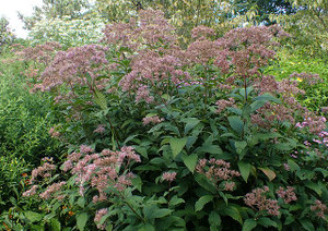 If you need something big and beautiful for late summer, Eupatorium maculatum will do nicely If you need something big and beautiful for late summer, Eupatorium maculatum will do nicely
