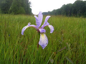 Inhabiting moist niches in the wild, Iris prismatica is ideal for the same in your garden