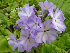 The blues of this strain of Primula sieboldii look so wonderful in the late spring shade garden The blues of this strain of Primula sieboldii look so wonderful in the late spring shade garden