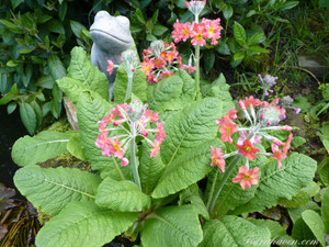 Primula x bulleesiana is one of many wonderful candelabra primroses Primula x bulleesiana is one of many wonderful candelabra primroses