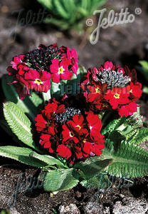 This red form of Primula denticulata will help wake up your early spring garden This red form of Primula denticulata will help wake up your early spring garden