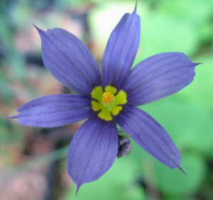 Sisyrinchium idahoense may have grassy leaves, but in fact it's in the iris family Sisyrinchium idahoense may have grassy leaves, but in fact it's in the iris family