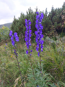 Aconitum plicatum is a spectacular but rarely grown monkshood Aconitum plicatum is a spectacular but rarely grown monkshood