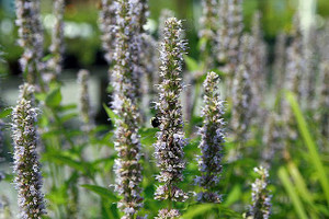 Pollinators love Agastache 'Blue Fortune' Pollinators love Agastache 'Blue Fortune'