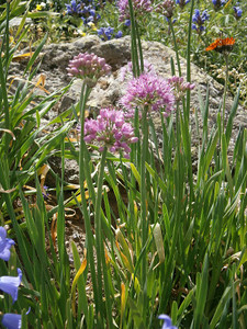 Allium lusitanicum offers all-summer color Allium lusitanicum offers all-summer color