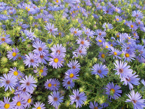 Aster oblongifolius is one of the best perennials for fall bloom Aster oblongifolius is one of the best perennials for fall bloom