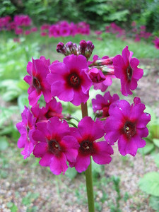 If your garden has a soggy spot, congrats! -- you have a place for Primula japonica If your garden has a soggy spot, congrats! -- you have a place for Primula japonica