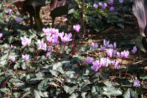 Cyclamen hederifolium 'Lysander' has outstanding foliage as well as flowers Cyclamen hederifolium 'Lysander' has outstanding foliage as well as flowers