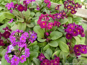 Barnhaven Pixies are a nice thing to have in the early season garden Barnhaven Pixies are a nice thing to have in the early season garden