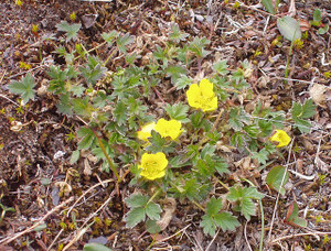 Potentilla hyparctica ssp. nana charms both with its foliage and its flowers
