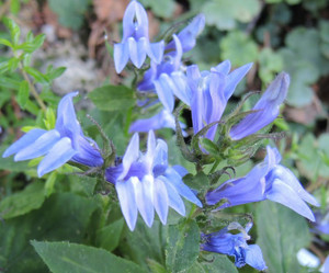 The miniature great blue cardinal flower, Lobelia siphilitica 'Mistassinica', is a little winner The miniature great blue cardinal flower, Lobelia siphilitica 'Mistassinica', is a little winner