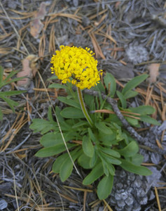The littlest patrinia, Patrinia sibirica The littlest patrinia, Patrinia sibirica