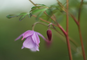 Semiaquilegia ecalcarata is essentially a spurless columbine -- thus the "semi"