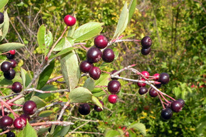 Aronia floribunda has purple fruits that are intermediate in color between those of its parents Aronia floribunda has purple fruits that are intermediate in color between those of its parents
