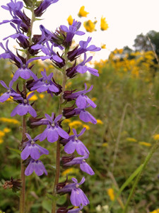Lobelia puberula Lobelia puberula
