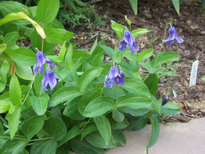 Clematis integrifolia 'Mongolian Bells' blue