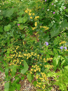 Ground-covering growth and showy late summer flowers make cliff goldenrod (Solidago drummondii) a winner