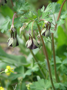 Aquilegia viridiflora var. atropurpurea Aquilegia viridiflora var. atropurpurea