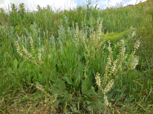 Salvia staminea Salvia staminea