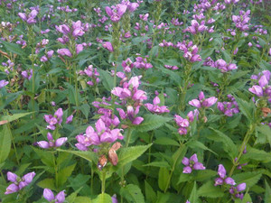 Chelone obliqua Chelone obliqua