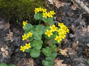 Caltha palustris Caltha palustris