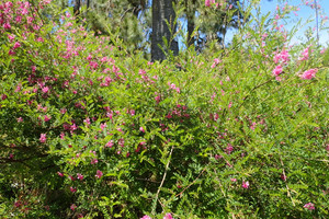 Indigofera heterantha Indigofera heterantha