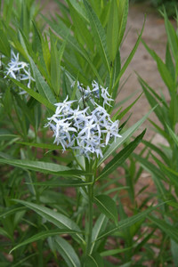 Amsonia illustris Amsonia illustris
