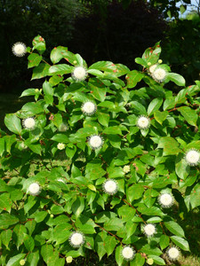 Cephalanthus occidentalis Cephalanthus occidentalis