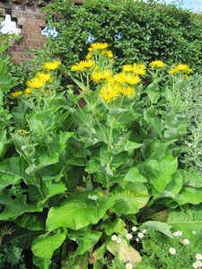 Inula magnifica Inula magnifica