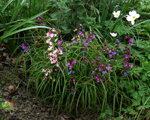 Lathyrus vernus 'Flaccidus' Lathyrus vernus 'Flaccidus'