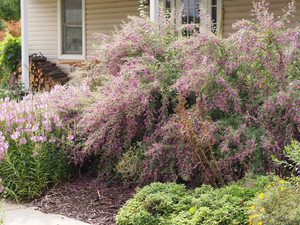 Lespedeza bicolor Lespedeza bicolor