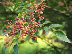 Zanthoxylum simulans