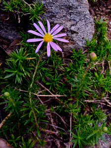 Aster (Ionactis) linariifolius Aster (Ionactis) linariifolius