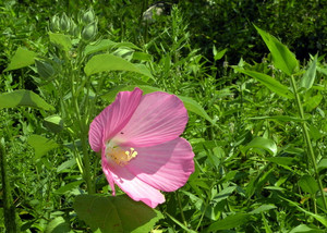 Hibiscus moscheutos Hibiscus moscheutos