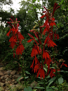 Lobelia cardinalis Lobelia cardinalis