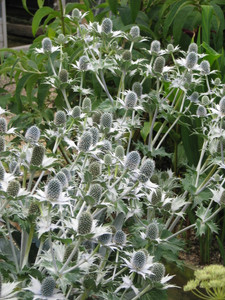 Eryngium giganteum Eryngium giganteum