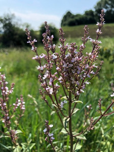Nepeta nuda Nepeta nuda