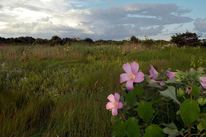 Hibiscus moscheutos ssp. palustris Hibiscus moscheutos ssp. palustris