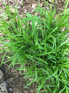 Carex gracillima Carex gracillima