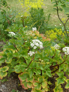 Ligusticum scoticum Ligusticum scoticum