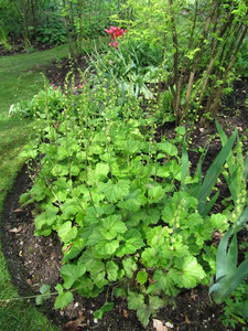 Tellima grandiflora Tellima grandiflora