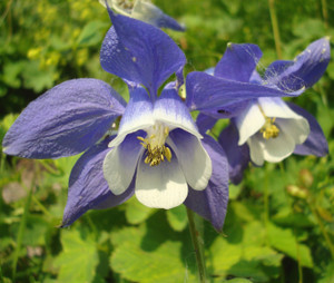 Aquilegia olympica Aquilegia olympica