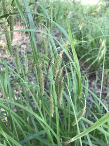 Carex crinita Carex crinita