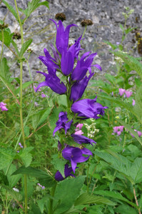 Campanuala latifolia  ex 'Brantwood' Campanuala latifolia  ex 'Brantwood'