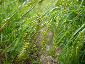 Carex sprengeliii Carex sprengeliii