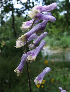 Aconitum moldavicum ex Ukraine Aconitum moldavicum ex Ukraine