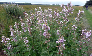 Althaea officinalis Althaea officinalis