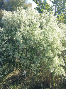 Baccharis halimifolia Baccharis halimifolia