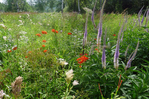 Veronicastrum sibiricum Veronicastrum sibiricum